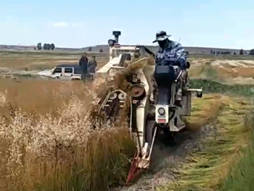 自走式麻機現場作業(yè)